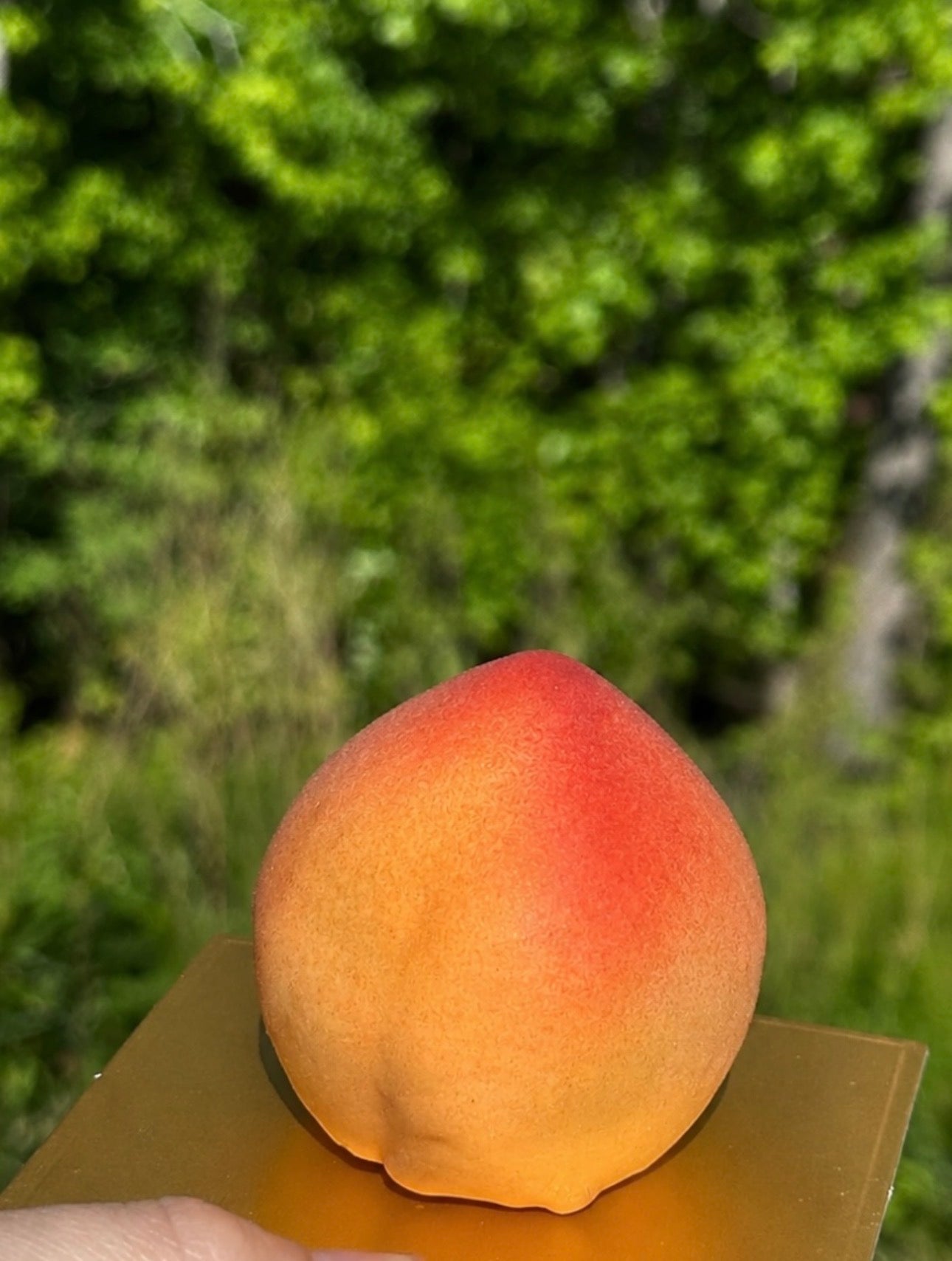 The Fruit Pastries